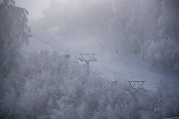 Snowy trees on mountain