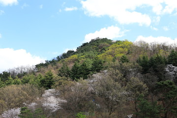 Fototapeta na wymiar 산에 벚꽂이 핀 아름다운 봄풍경
