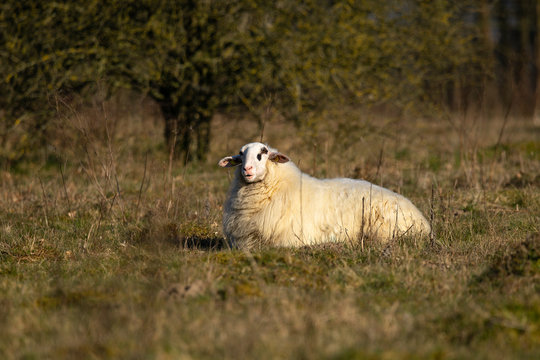 Bentheimer Landschaf liegt auf Wiese