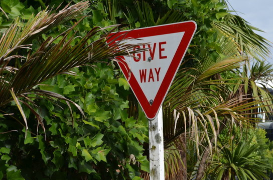 Give Way Sign In New Zealand Hidden In Palm Tress