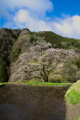 満開の桜