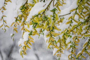 Willow twigs with buds covered by snow. Snowy spring