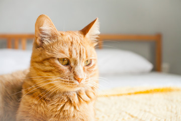 Red impudent fat cat on a knitted yellow plaid on a white bed. Copyspace