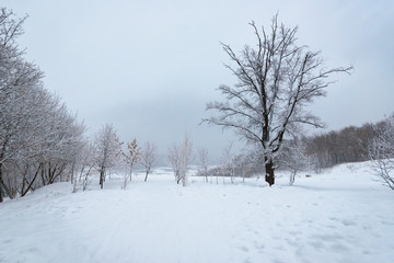 Winter landscape, trees in the snow near a frozen river after a heavy snowfall.