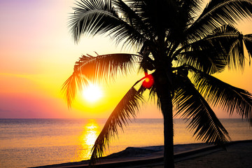 Fototapeta na wymiar Tropical beach sunset or sunrise with ocean on the background. Sun setting behind the silhouette of a coconut palm tree on a paradise island.