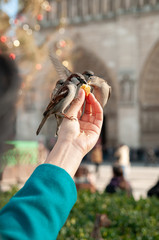  Paris, France. January 27th, 2012. Sparrows approaching by taking food from people's hands in front of the Notre Dame cathedral.
