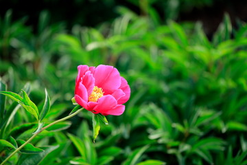 붉게 피어난 아름다운 모란꽃