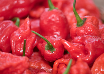 chili  pfefferoni