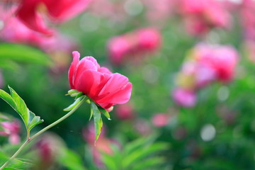 붉게 피어난 아름다운 모란꽃