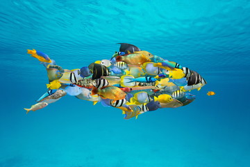School of colorful Caribbean tropical fish grouped together into a shark shape (digitally composed)...
