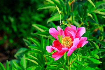 붉게 피어난 아름다운 모란꽃