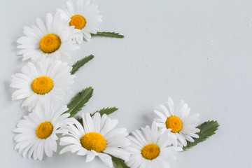 corner composition of large and white chamomile flowers on a white background with a copy of the space