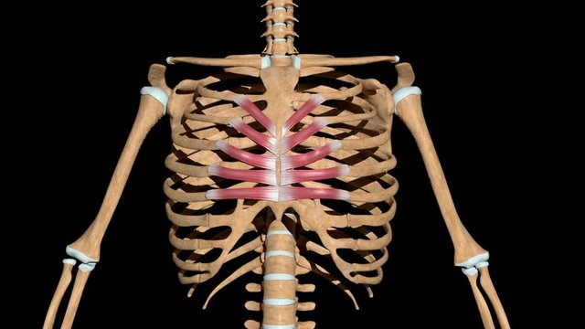 Transversus Thoracis Muscles on Skeleton