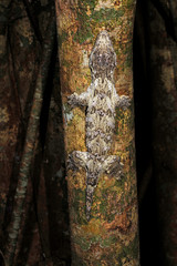 New Caledonian giant gecko / Neukaledonischer Riesengecko (Rhacodactylus leachianus), Île des Pins, New Caledonia / Neukaledonien