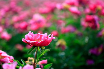 붉게 피어난 아름다운 모란꽃