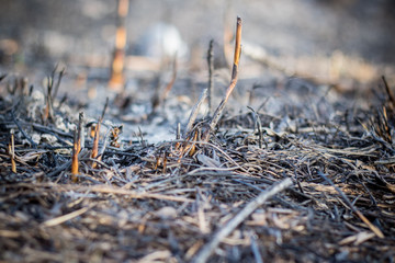 Grass after the fire. Ashes close up
