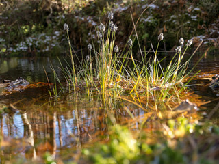 bog landscape in early spring, first spring plants