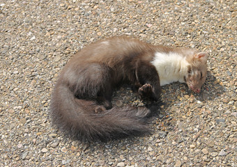 The beech marten (Martes foina), also known as the stone marten or house marten, is a species of...