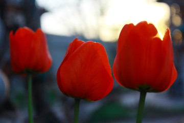 Naklejka premium Red tulips in the rays of the sunset