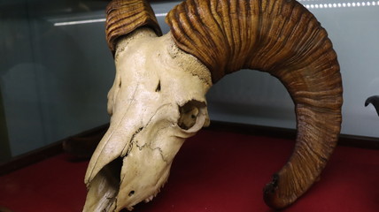 Mumbai, Maharastra/India- March 31 2020: Head skull of the mountain goat.