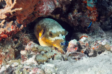 Yellow-olive puffer fish (Arothron diadematus) from the family Tetraodontidae hides under a coral reef.