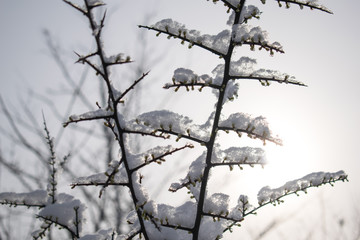 Trees in winter. Snow covered branches