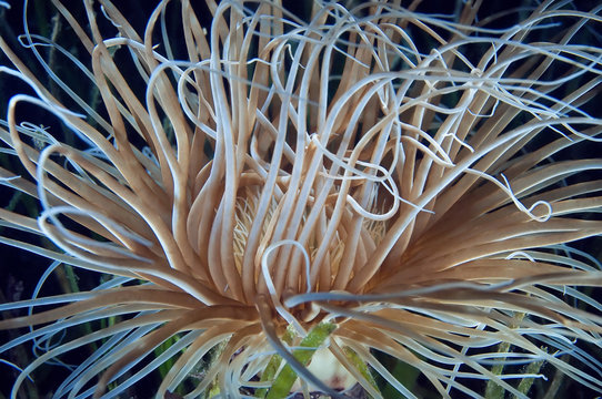 On the seabed the actinia spread its flowing down tentacles, waiting for its prey.