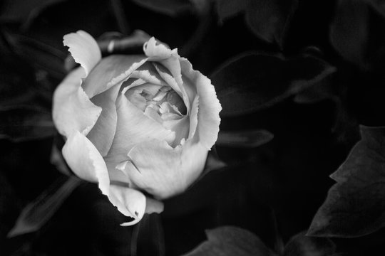 Peonia