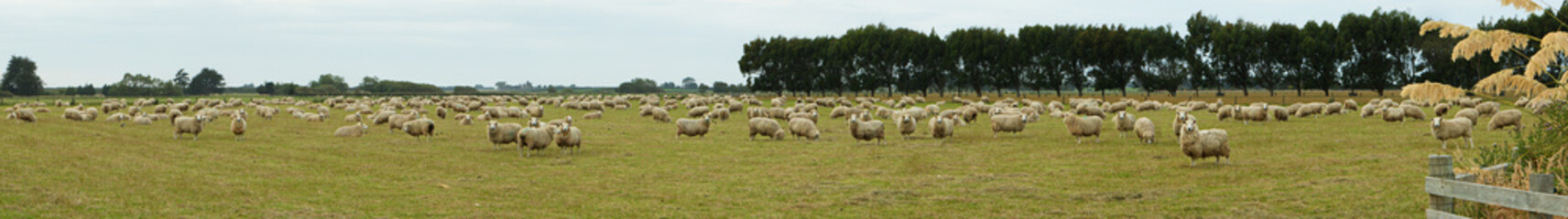 Sheep on a pasture near Riverton,Southland on South Island of New Zealand

