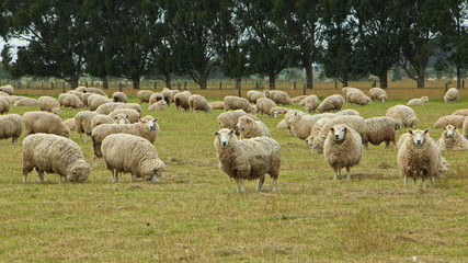 Sheep on a pasture near Riverton,Southland on South Island of New Zealand
