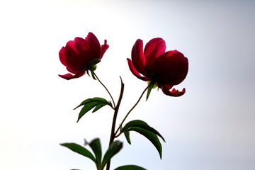 Obraz premium 붉게 피어난 아름다운 모란꽃