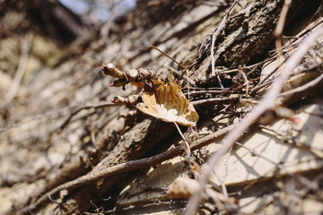 A brick fence overgrown with dried leaves. External fence of the house. Closeup  brick wall with dry old branches.