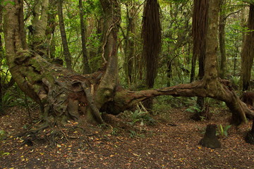 Mores Lookout Track in Riverton,Southland on South Island of New Zealand
