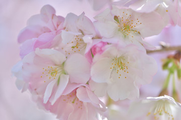 ふうんわり美しい、ほんのりピンクの桜の花