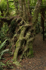 Kings Track in Riverton,Southland on South Island of New Zealand

