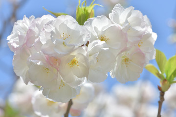 青空に咲く満開の春の桜の花