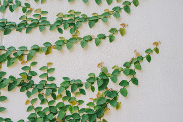 The Green Creeper Plant on the Wall