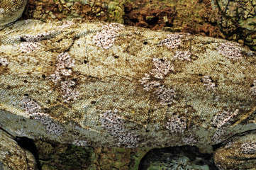 Skin of a New Caledonian giant gecko / Haut eines Neukaledonischen Riesengecko (Rhacodactylus leachianus), Île des Pins, New Caledonia / Neukaledonien