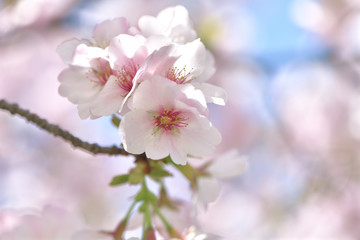 Fototapeta na wymiar ふうんわり美しい、ほんのりピンクの桜の花