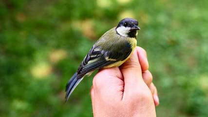 Most seek peace and confidence in the future - a tit in their hands. To succeed in life you need to...