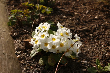 Weiße Blüten in der Abendsonne