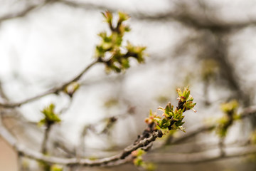 Young buds of plants cherries 