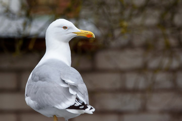 Seagull bird, latinic name Larus.