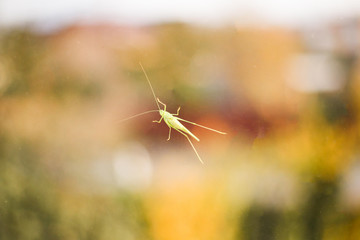 glasshopper on the window with blurring background