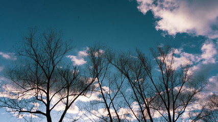 bare trees against a turquoise sky