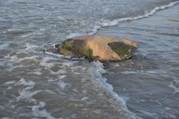 Ras Al Jinz Green Turtle