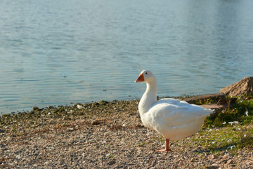 Naklejka na ściany i meble White swan flock on sea beach. White swans. White swan flock view. White swan flock scene