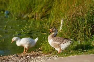 White swan flock on sea beach. White swans. White swan flock view. White swan flock scene