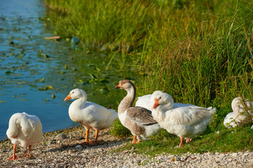 White swan flock on sea beach. White swans. White swan flock view. White swan flock scene