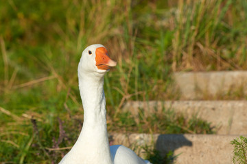 White swan flock on sea beach. White swans. White swan flock view. White swan flock scene